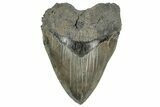 Serrated, Fossil Megalodon Tooth - South Carolina #324271-1